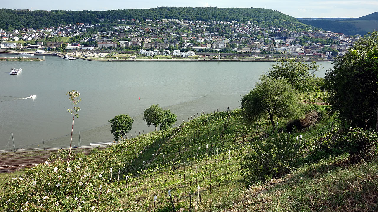 Blick auf Bingen am Rhein