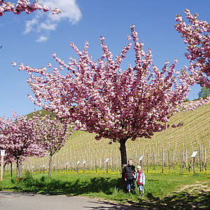 Frauenstein