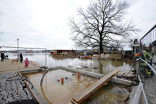 Hochwasser am Rhein