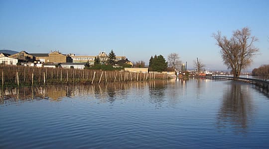 Hochwasser am Rhein