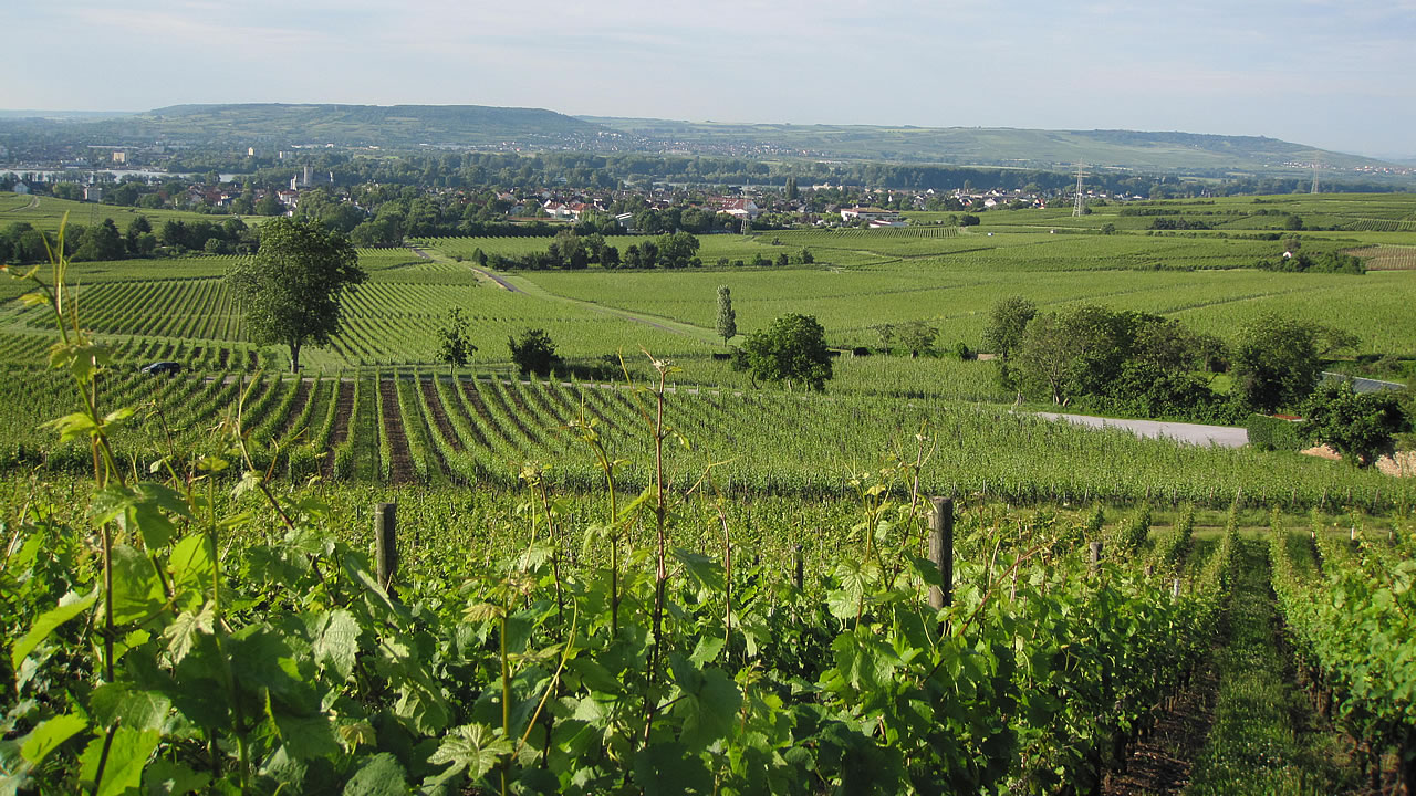 Rheingau