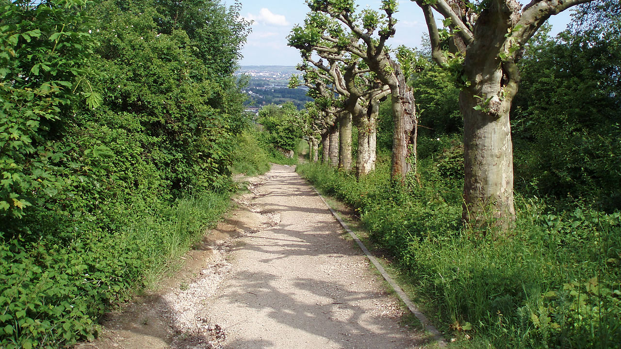 Brahmsweg bei Rüdesheim