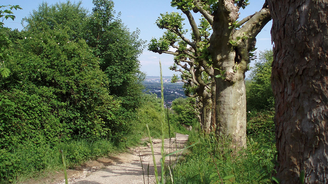 Brahmsweg bei Rüdesheim