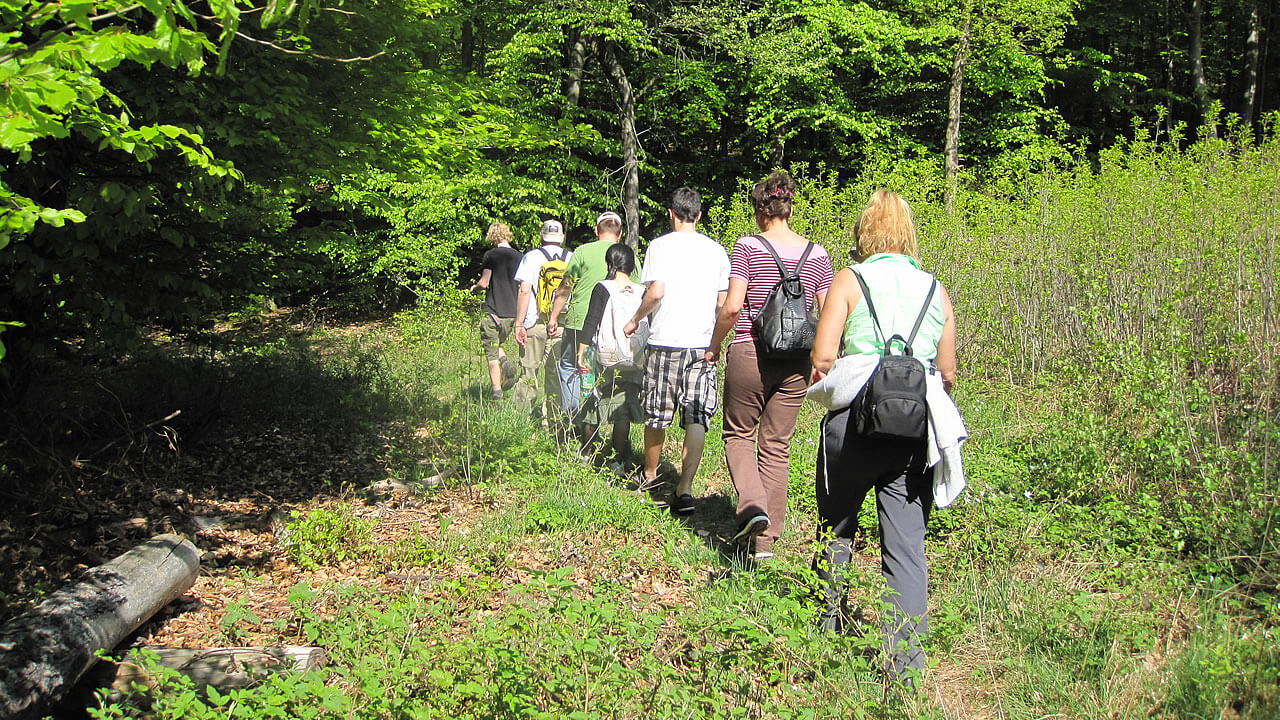 Waldweg