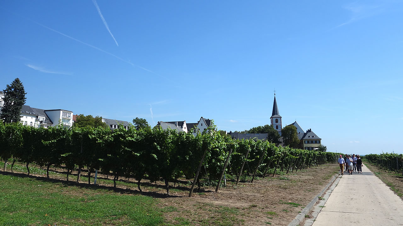 Weinberge