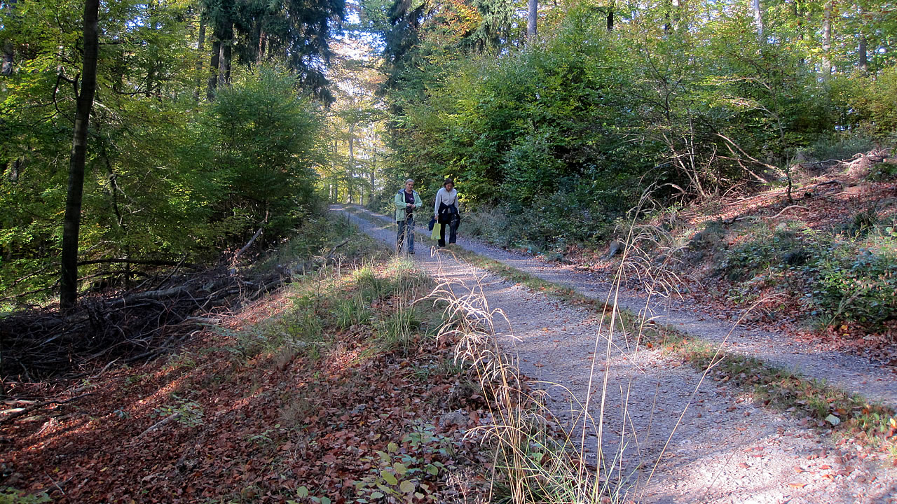 Waldweg