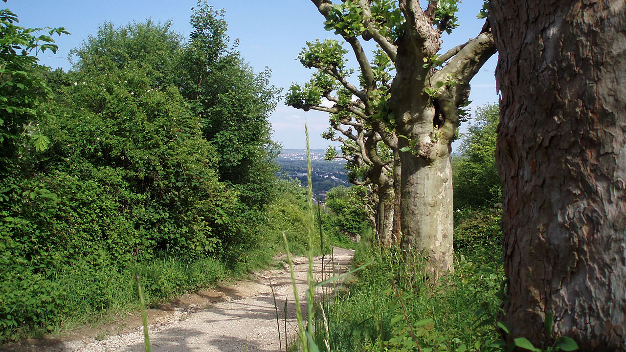 Wanderweg bei Rüdesheim