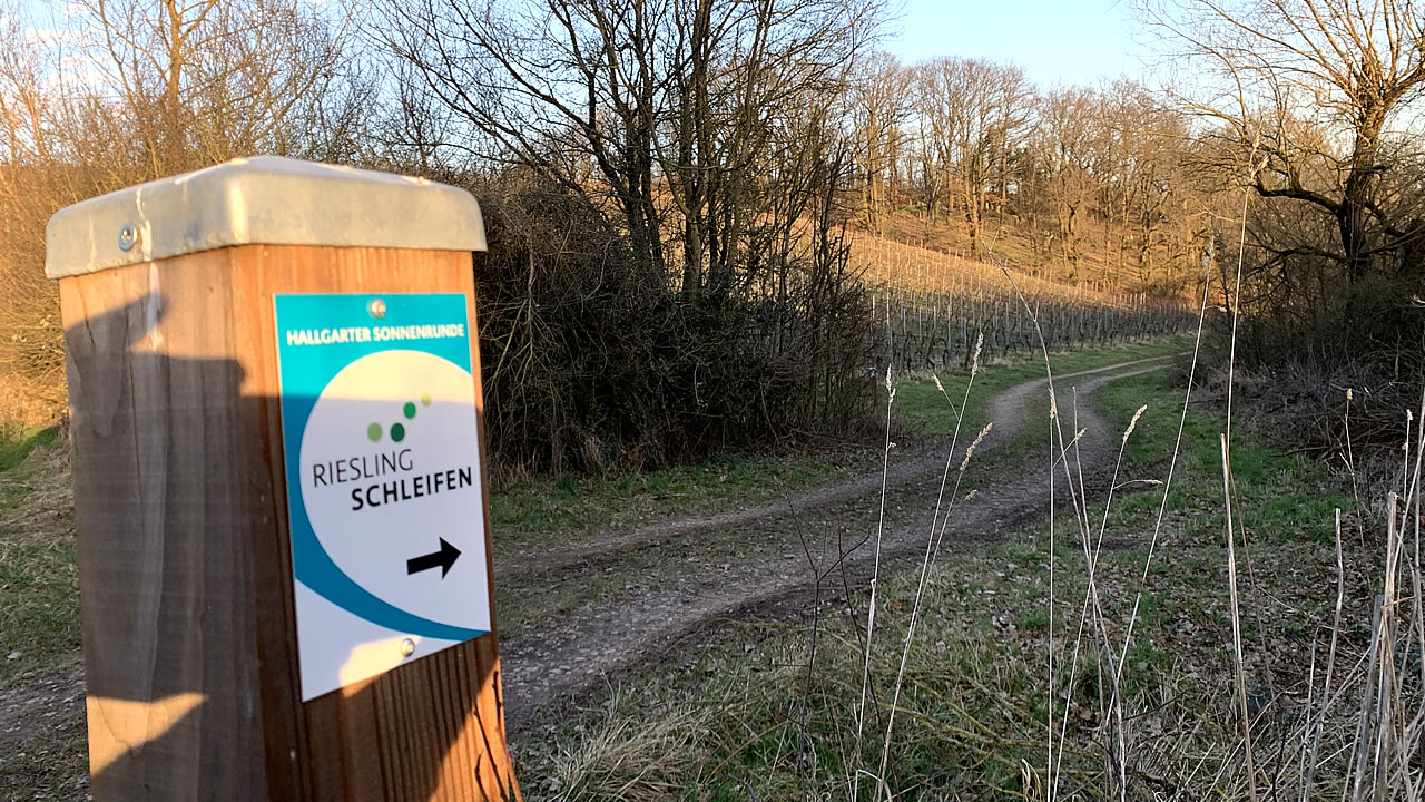 Rieslingsschleifen im Rheingau