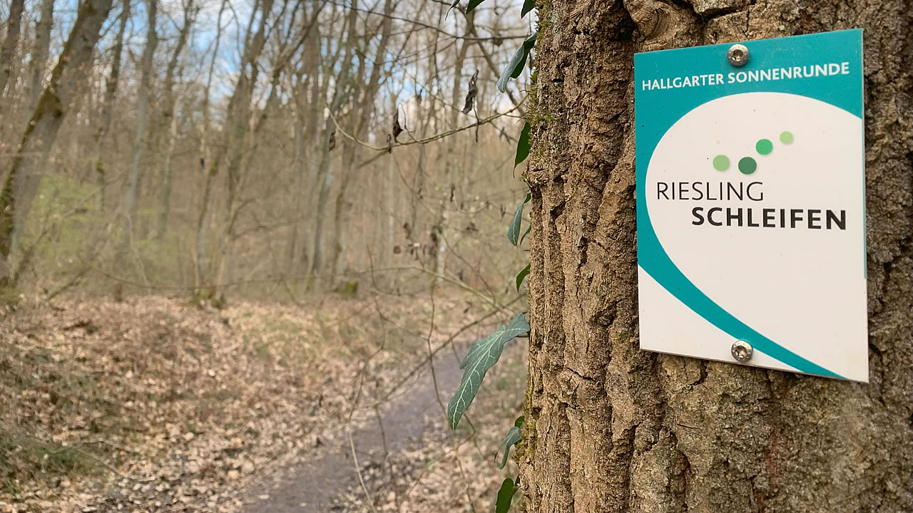 Rieslingsschleifen im Rheingau