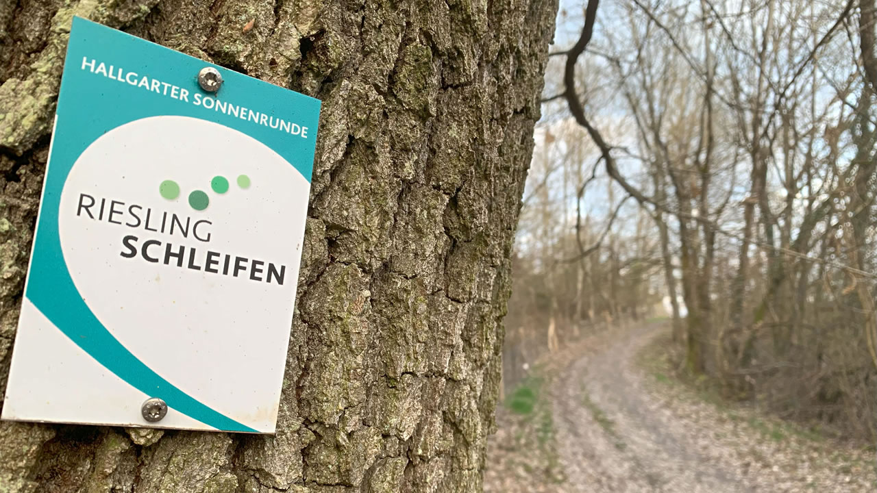 Rieslingsschleifen im Rheingau