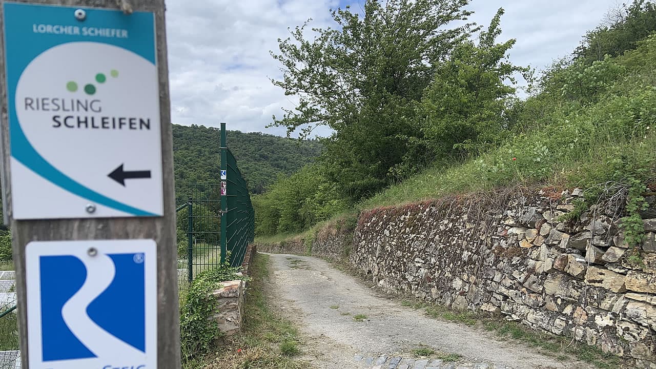 Rieslingsschleifen im Rheingau