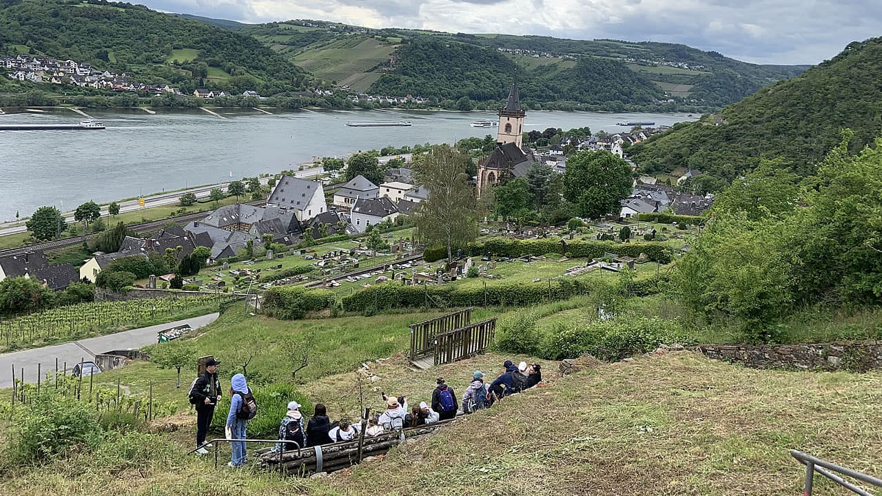 Rieslingsschleifen im Rheingau