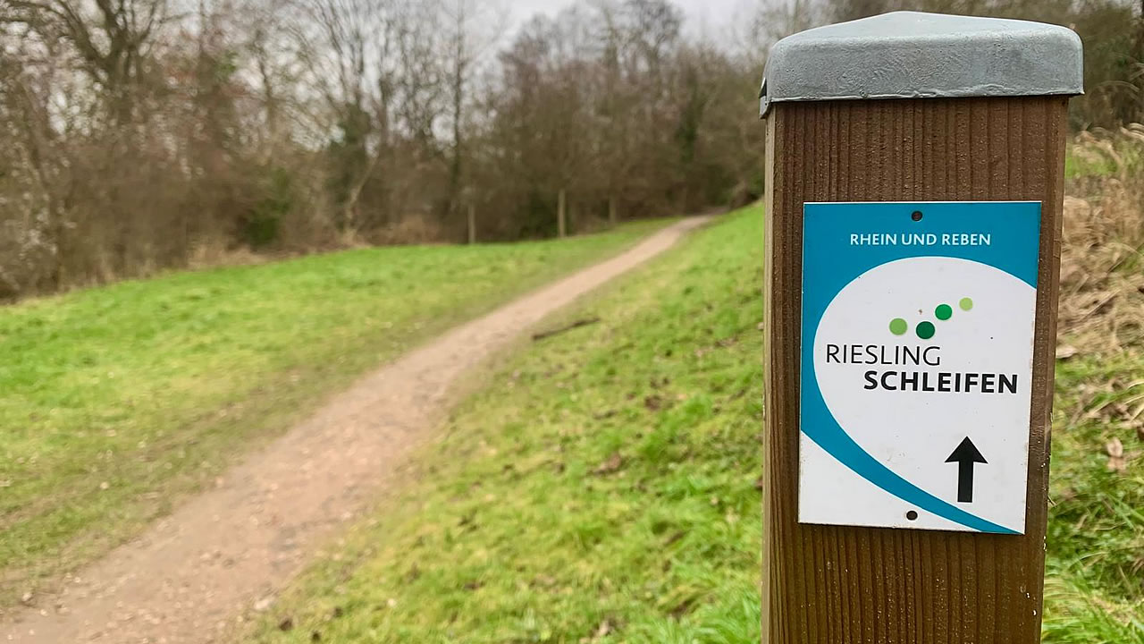 Rieslingsschleife in Walluf