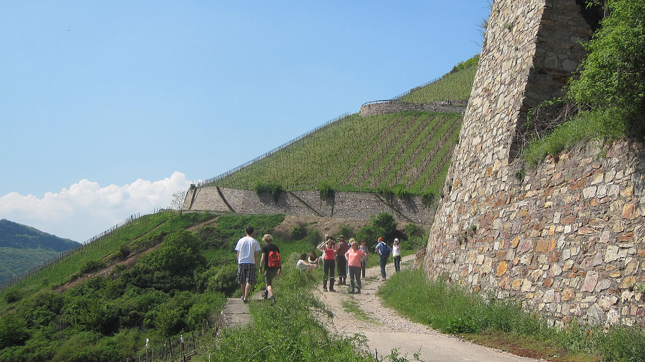 Wanderweg zwischen Rüdesheim und Assmannshausen