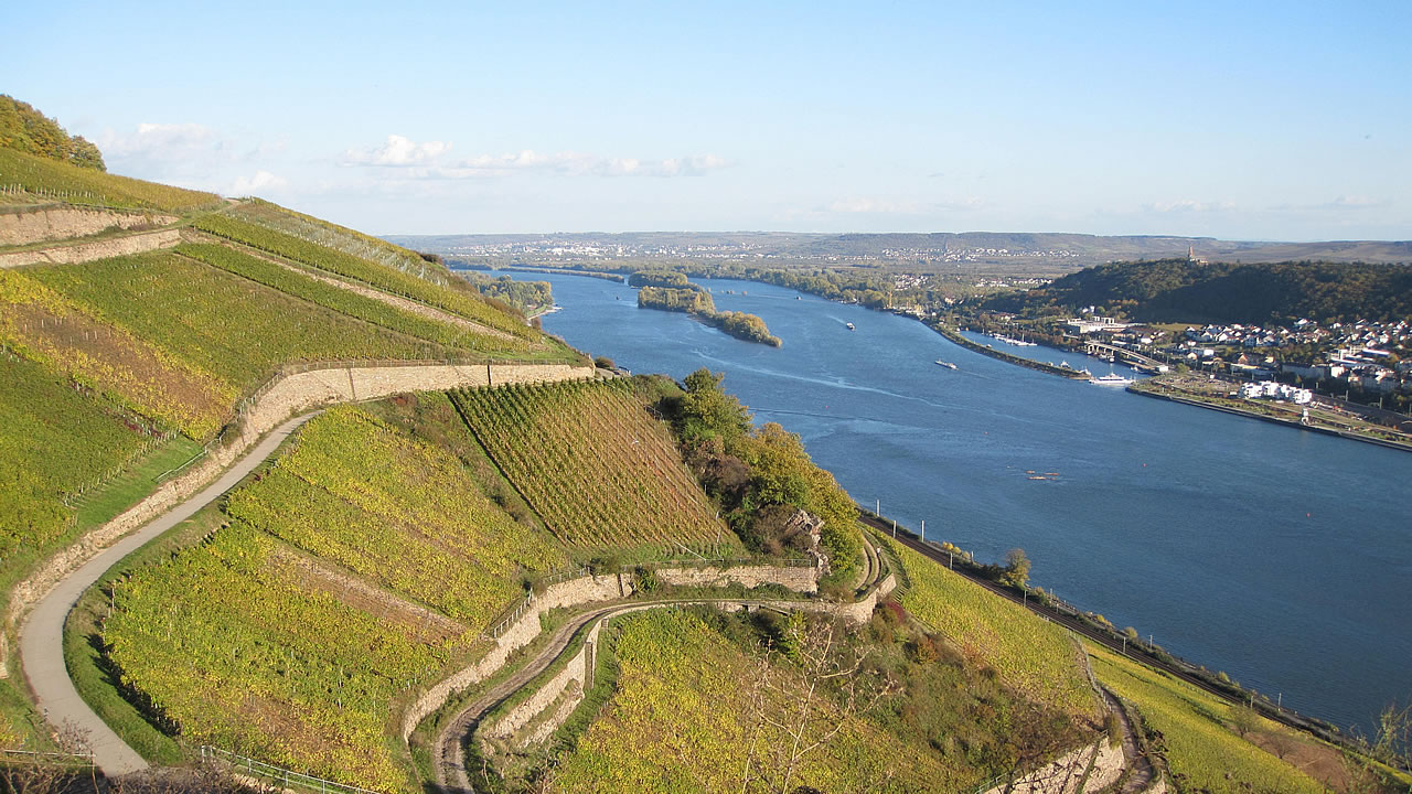 Weinberge bei Rüdesheim