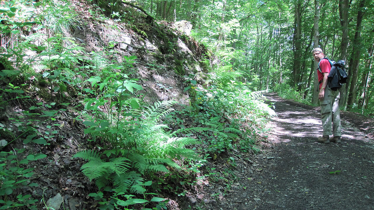 Waldweg