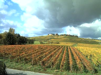 Webcam Rheingau