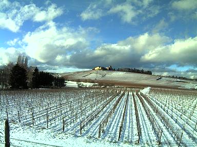 Webcam Rheingau