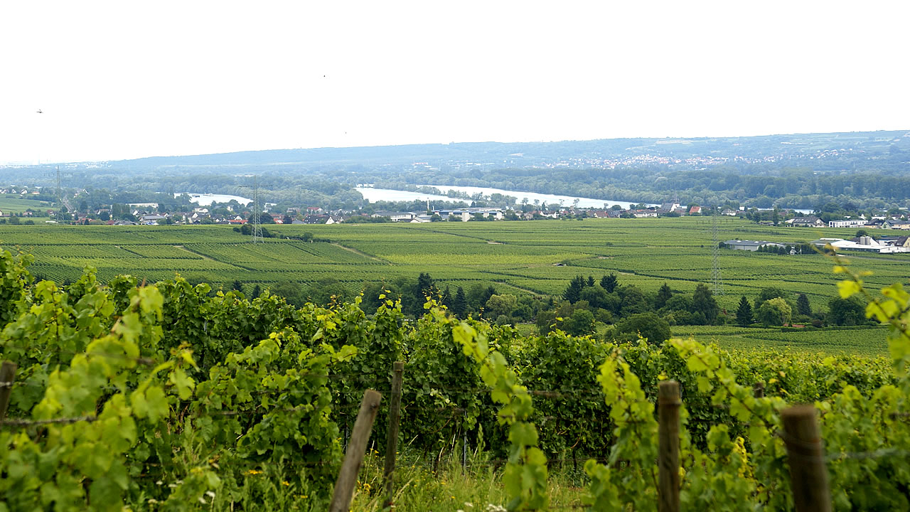 Rheingau