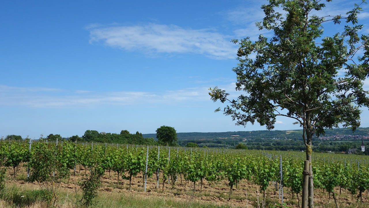 Erbacher Steinmorgen