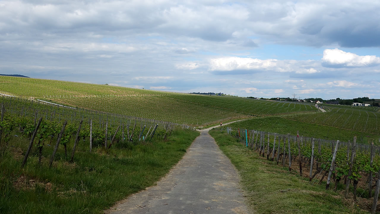 Geisenheimer Rothenberg