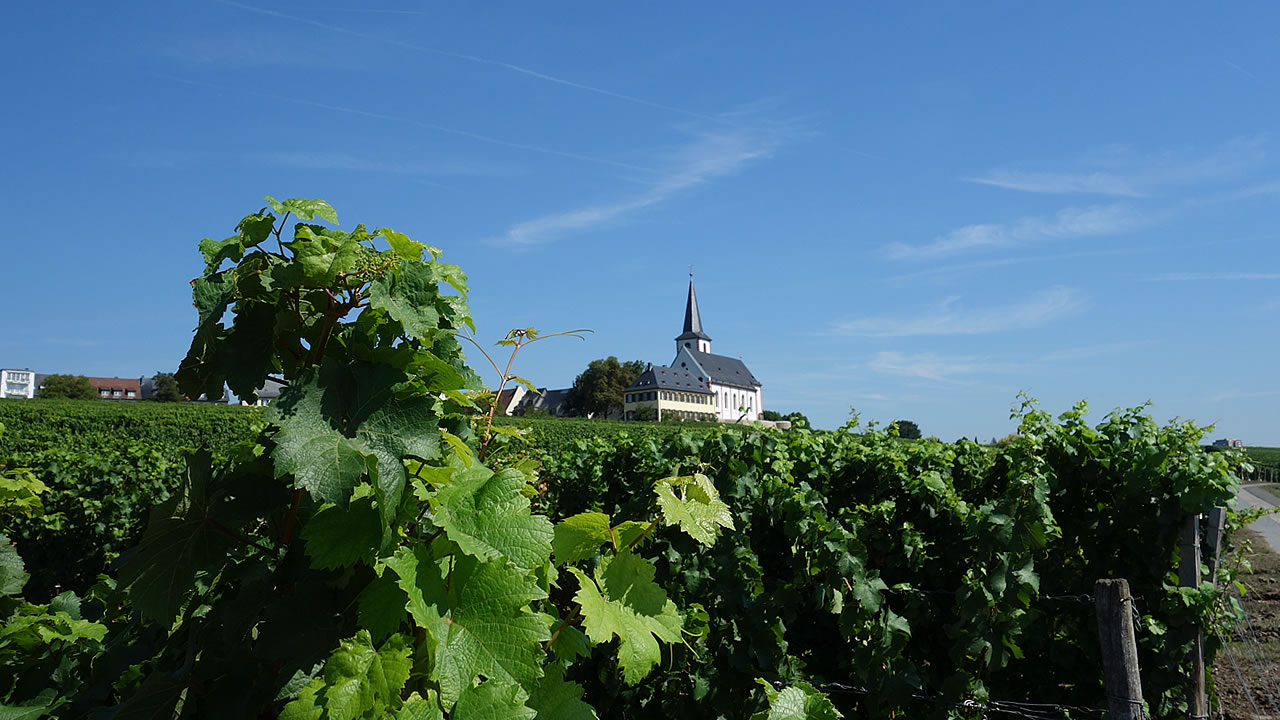 Hochheimer Königin Viktoriaberg