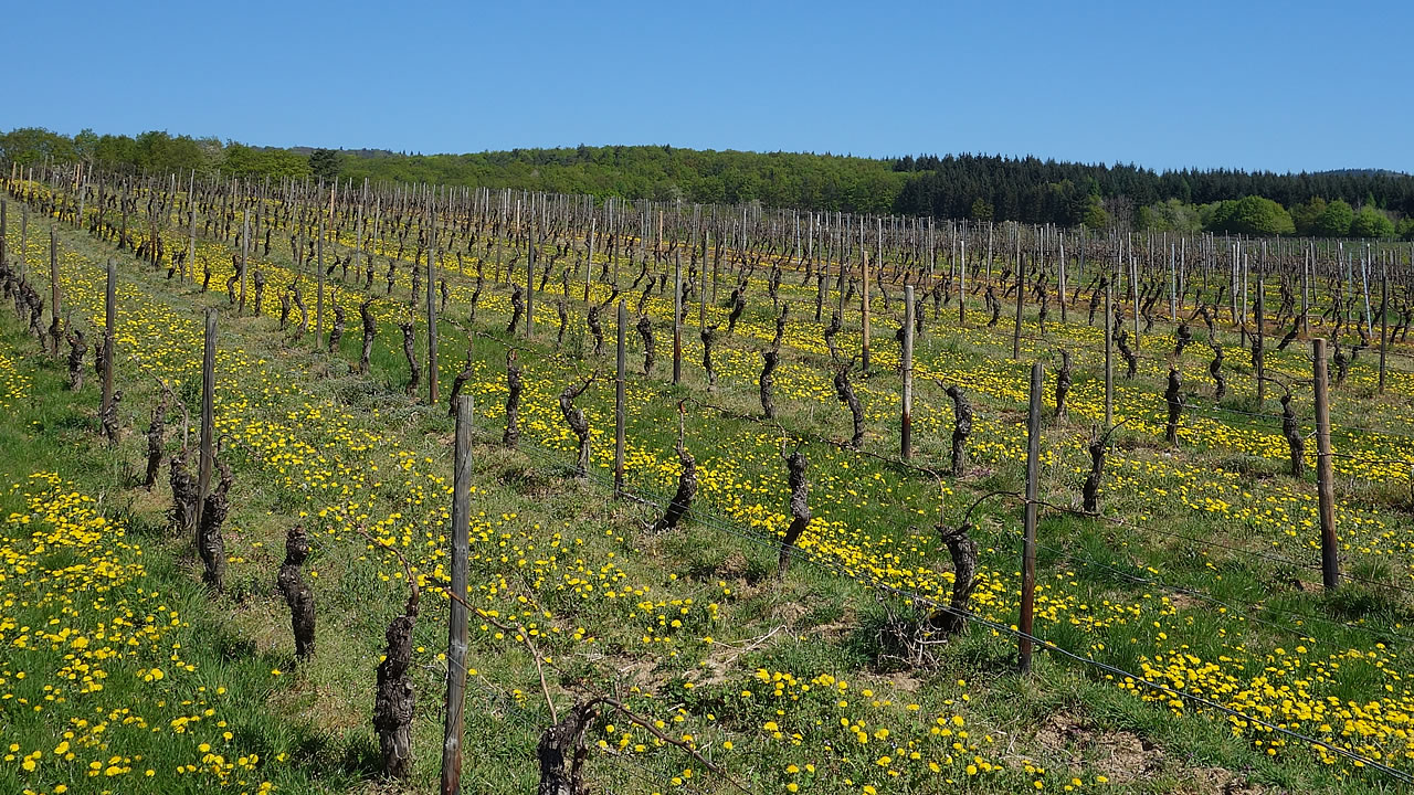 Oestricher Klosterberg