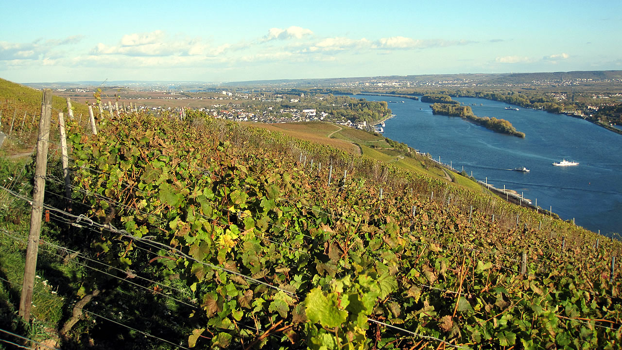 Rüdesheimer Berg Kaisersteinfels