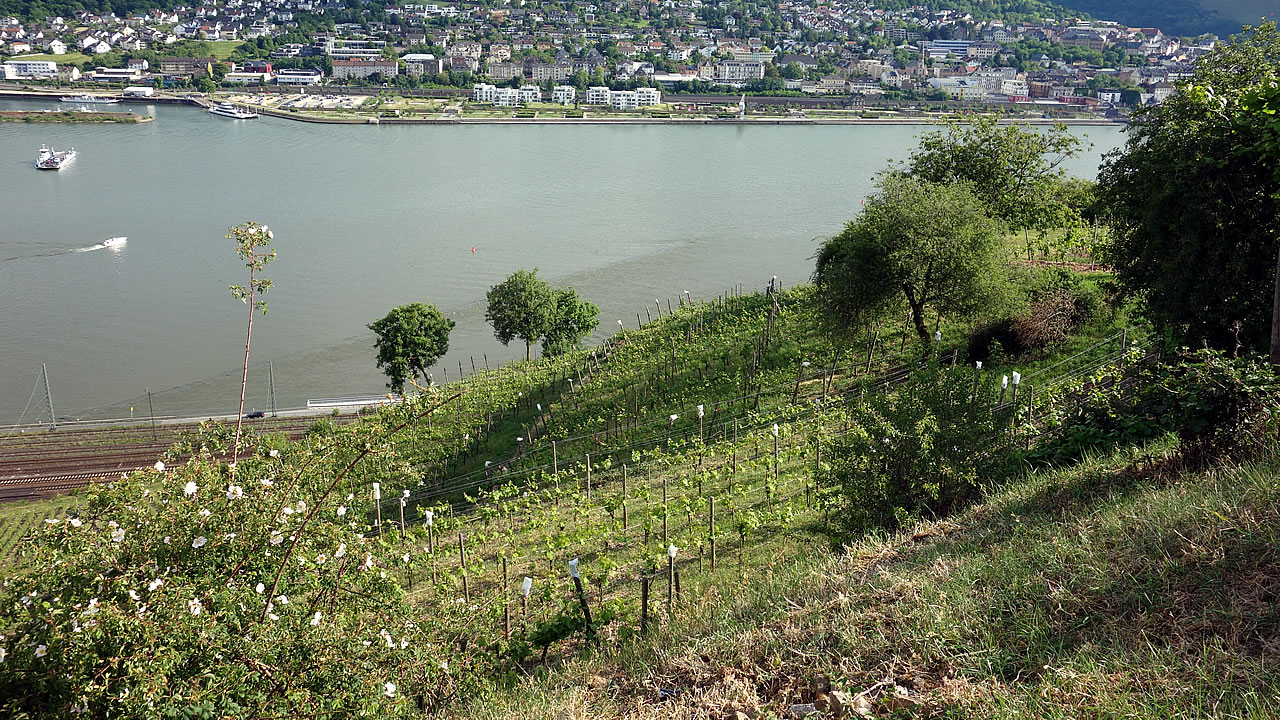 Rüdesheimer Rosengarten