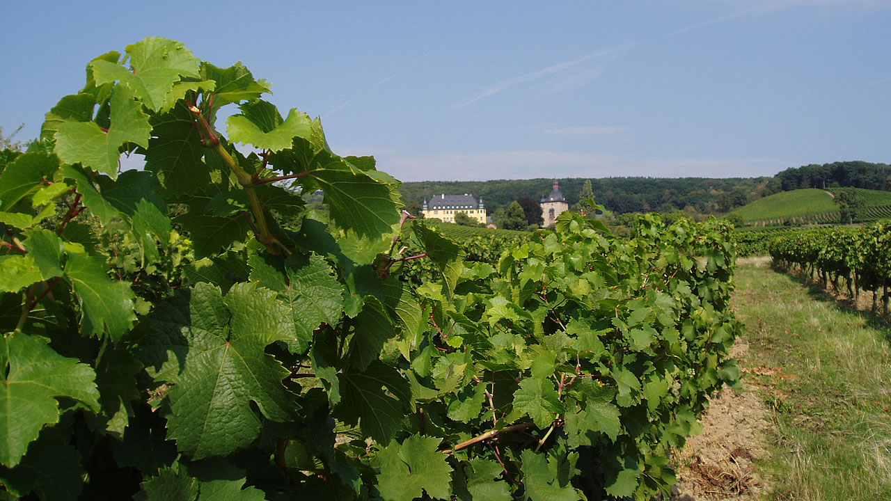 Weinlage rund um Schloss Vollrads