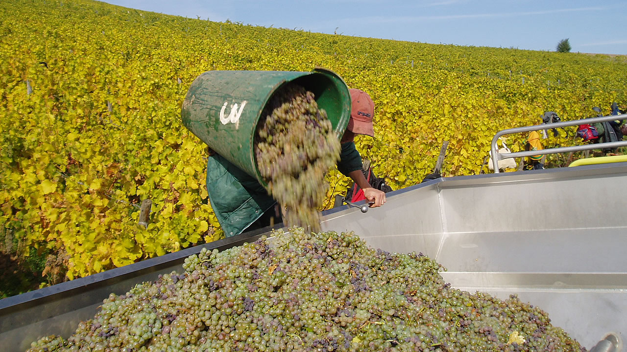 Weinlese im Rheingau