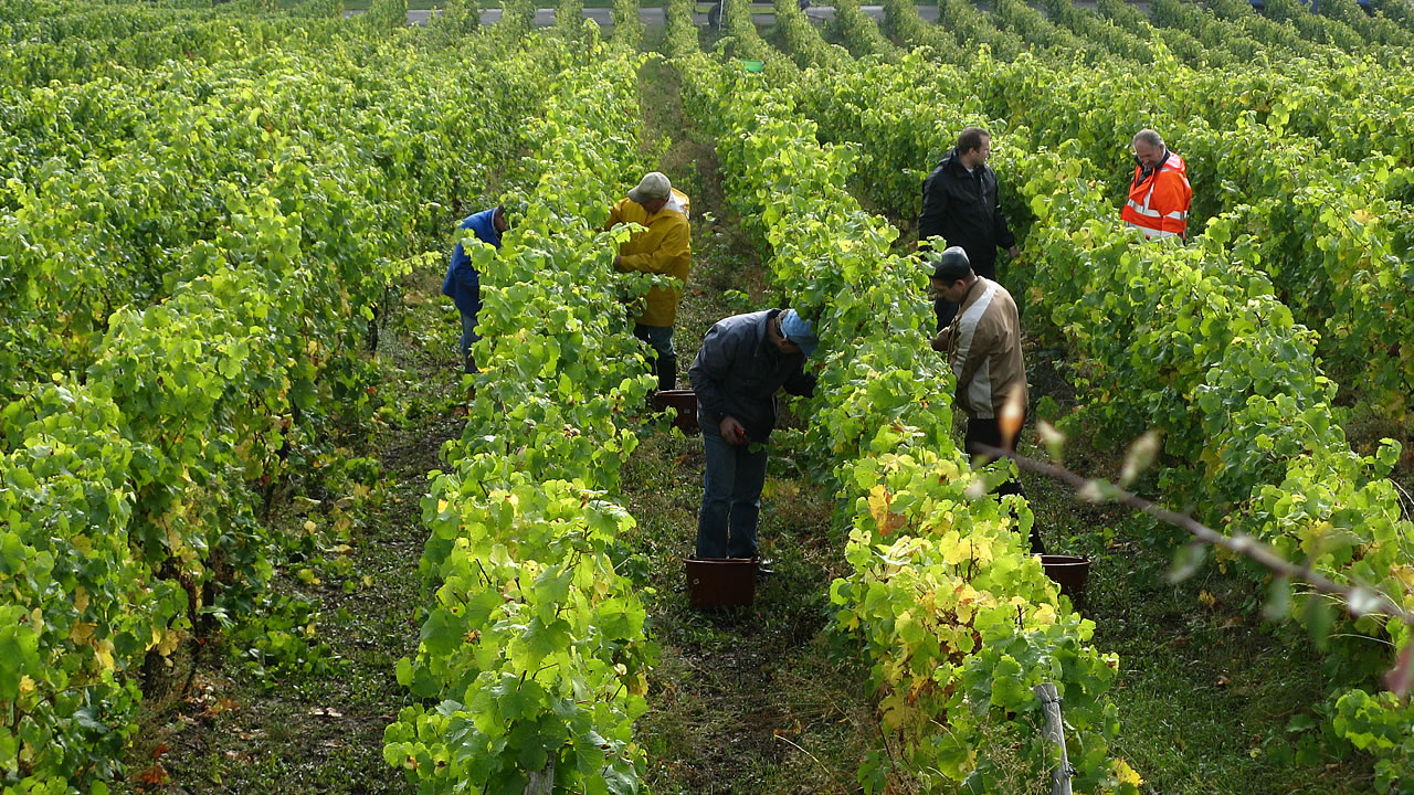 Weinlese im Rheingau