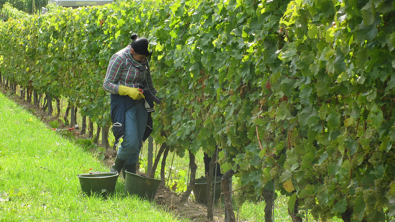 Weinlese am Schloss Johannisberg