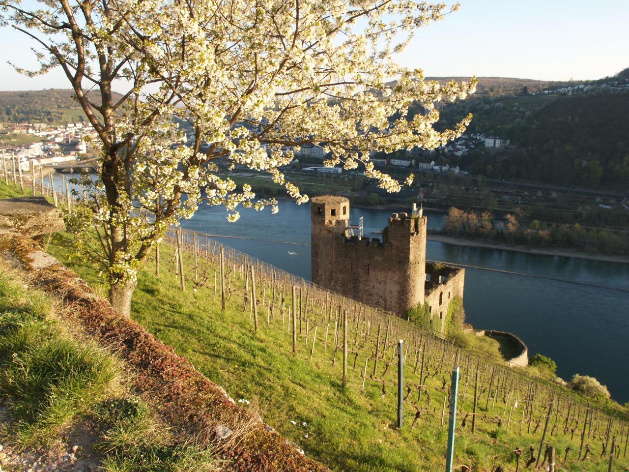 Die Burg Ehrenfels liegt zwischen Rüdesheim und Assmannshausen am Rhein