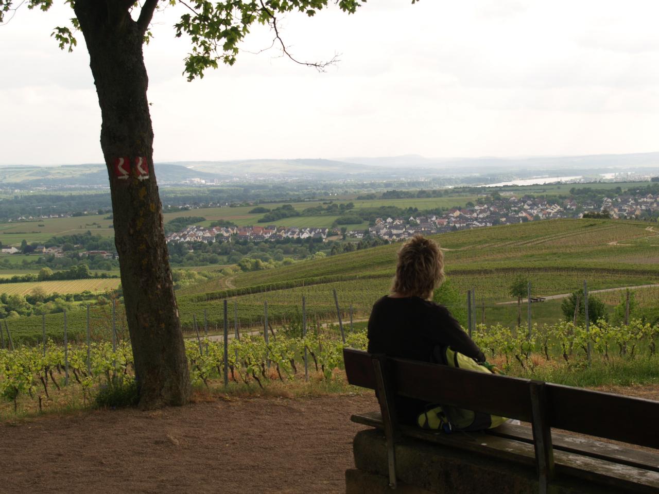 Blick von der Bubenhäuser Höhe ins Rheintal