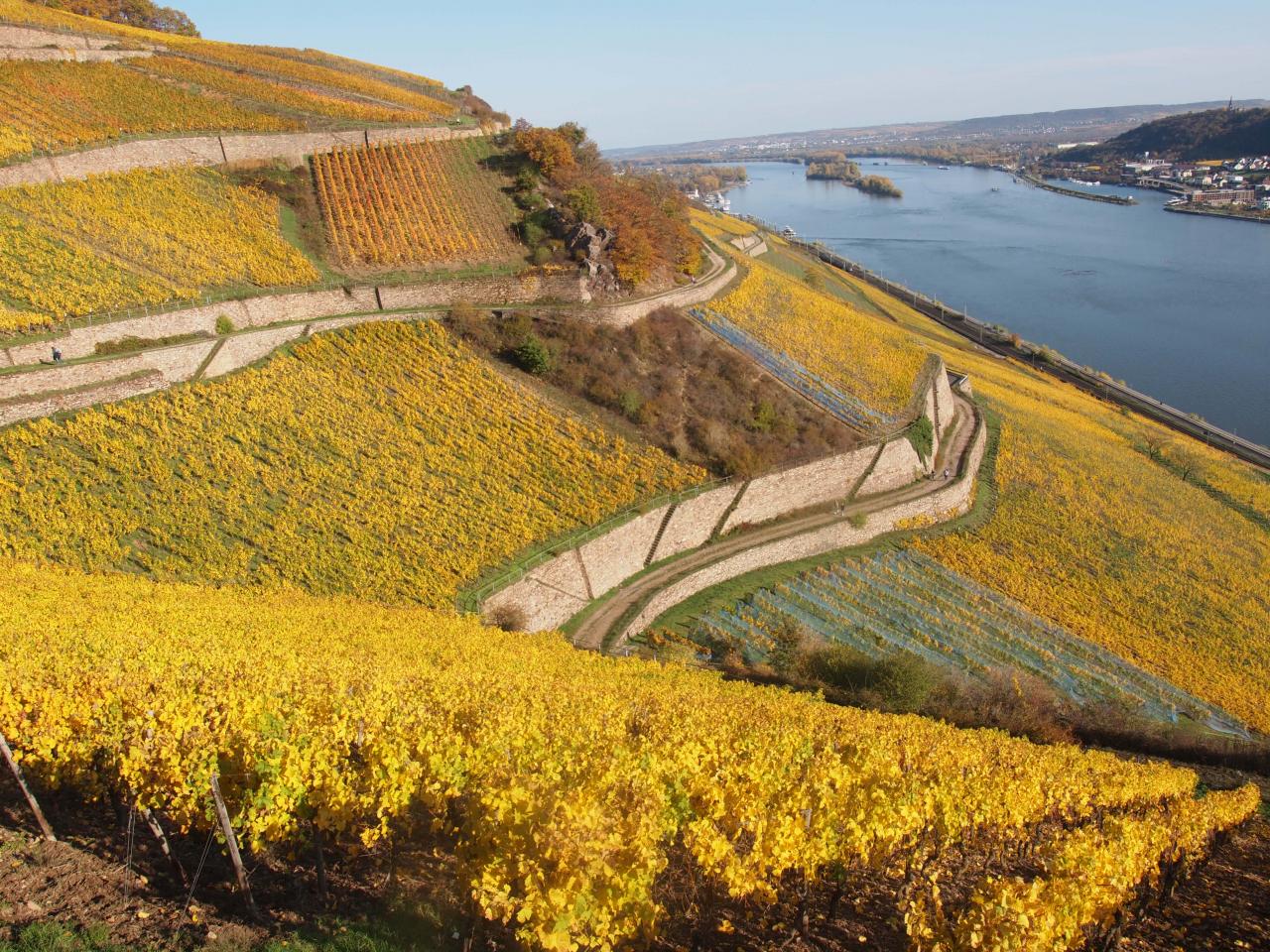 So bunt wie die Weinberge präsentiert sich das Programm „Der November ist schön“ in Rüdesheim und Assmannshausen.