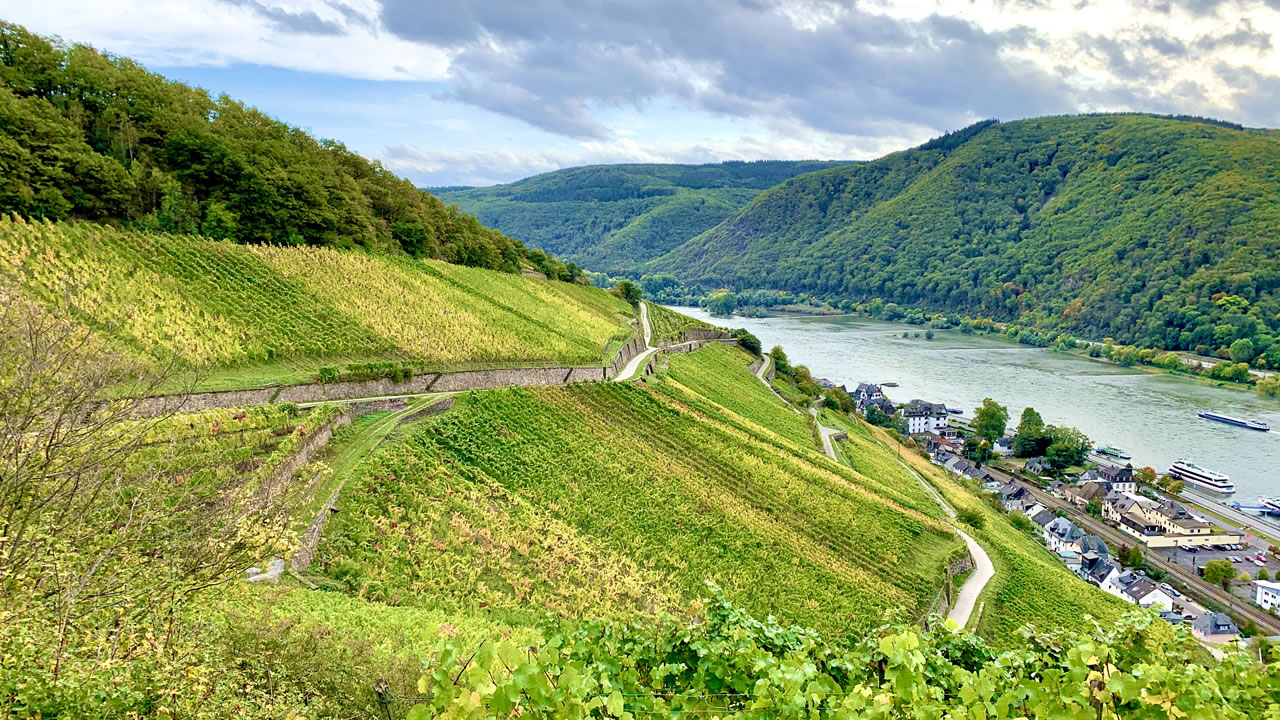 Blick über die Weinberge und den Rhein